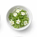 Bacopa Monnieri Leaf Extract